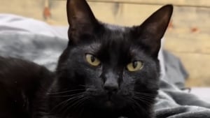 Illustration : "Pour satisfaire sa gourmandise, ce chat a secrètement appris à son 
