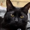 Illustration : Pour satisfaire sa gourmandise, ce chat a secrètement appris à son "petit frère" humain à remplir son bol de croquettes (vidéo)