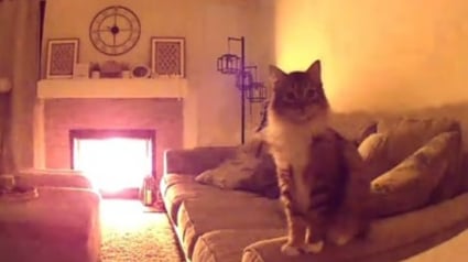 Illustration : Le regard inquiet de leur chat sur la caméra pousse ses propriétaires à rentrer en urgence pour prévenir un incendie (vidéo)