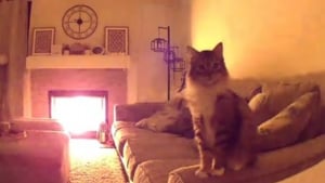 Illustration : "Le regard inquiet de leur chat sur la caméra pousse ses propriétaires à rentrer en urgence pour prévenir un incendie (vidéo)"