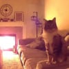 Illustration : Le regard inquiet de leur chat sur la caméra pousse ses propriétaires à rentrer en urgence pour prévenir un incendie (vidéo)