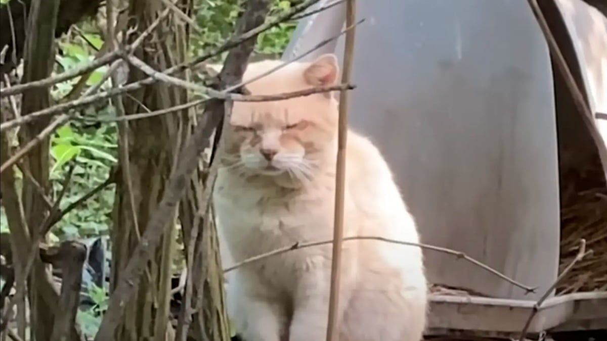 Illustration : "Abandonné après un déménagement, ce chat a erré seul pendant 6 ans avant de renouer avec le bonheur de la vie de famille"