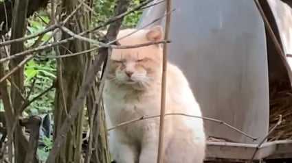 Illustration : Abandonné après un déménagement, ce chat a erré seul pendant 6 ans avant de renouer avec le bonheur de la vie de famille