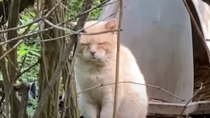 Illustration : "Abandonné après un déménagement, ce chat a erré seul pendant 6 ans avant de renouer avec le bonheur de la vie de famille"