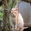 Illustration : Abandonné après un déménagement, ce chat a erré seul pendant 6 ans avant de renouer avec le bonheur de la vie de famille