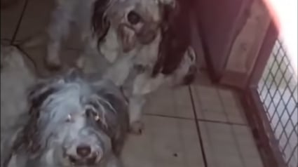 Illustration : "On ne distinguait plus leur morphologie", 7 chiens livrés à eux-mêmes dans une maison insalubre sauvés par une association