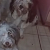 Illustration : "On ne distinguait plus leur morphologie", 7 chiens livrés à eux-mêmes dans une maison insalubre sauvés par une association