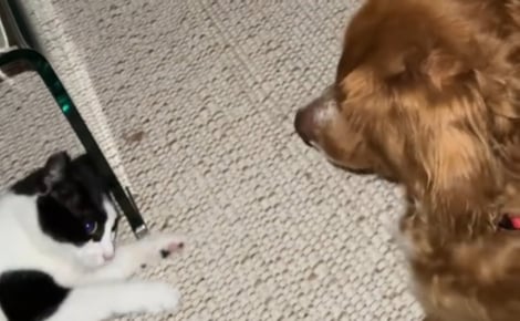 Une chatte récemment adoptée et une chienne à 3 pattes se lient d'amitié et créent une relation indestructible (vidéo)