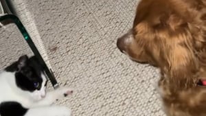 Illustration : "Une chatte récemment adoptée et une chienne à 3 pattes se lient d'amitié et créent une relation indestructible (vidéo)"