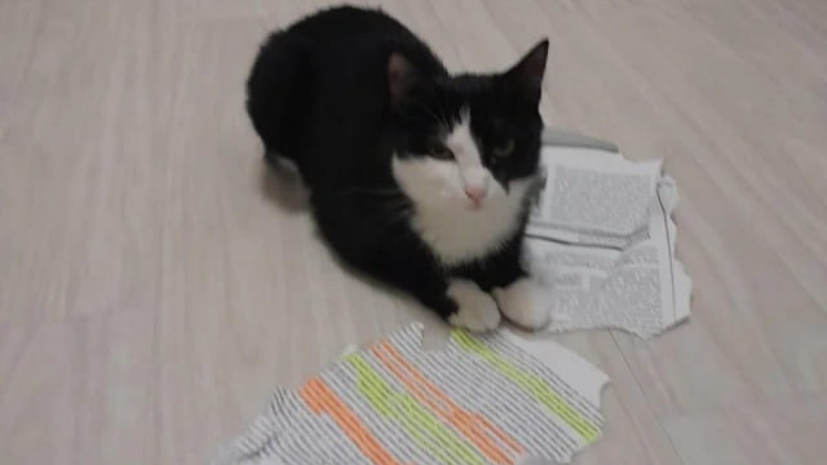 Illustration : "Au lieu de s’occuper avec ses jouets flambants neufs, cette petite chatte dévore le devoir étudiant de son humain "