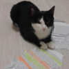 Illustration : Au lieu de s&rsquo;occuper avec ses jouets flambants neufs, cette petite chatte d&eacute;vore le devoir &eacute;tudiant de son humain 