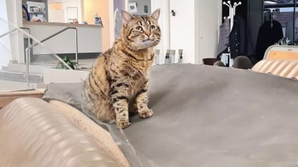 Illustration : Coincée dans l’aile d’une voiture et sauvée par des garagistes, cette petite chatte tigrée vit désormais sa meilleure vie après des humains qui l’ont secourue