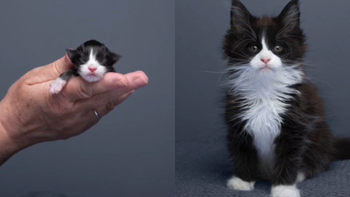 Illustration : "Ce splendide Maine Coon a été photographié tous les mois de sa naissance à son adolescence (vidéo)"