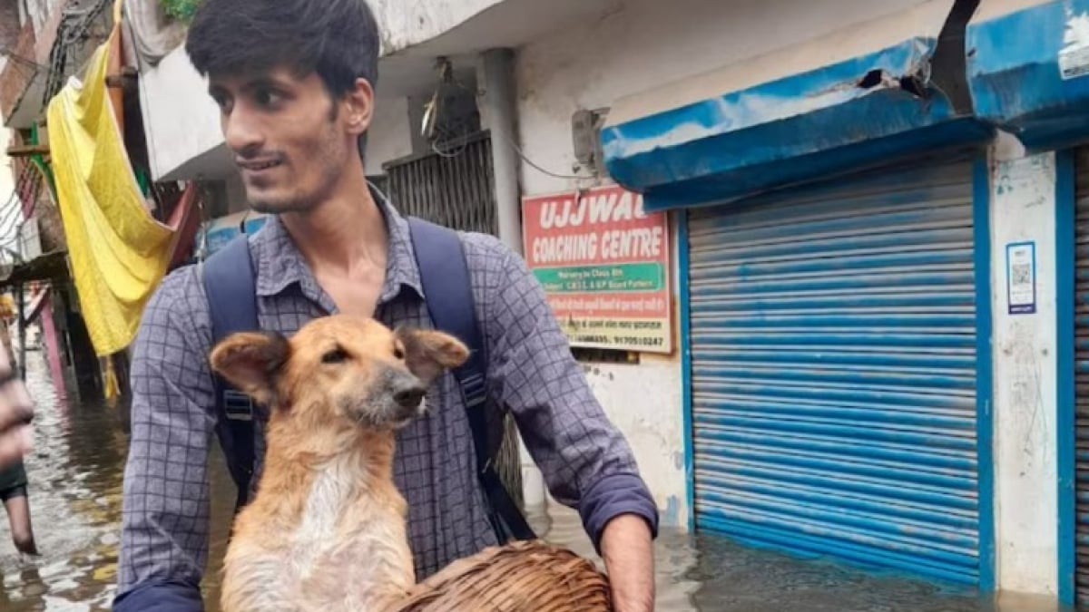 Illustration : "Un étudiant affronte les eaux montantes d'une inondation pour sauver un chien blessé et abandonné"