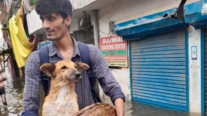 Illustration : "Un étudiant affronte les eaux montantes d'une inondation pour sauver un chien blessé et abandonné"