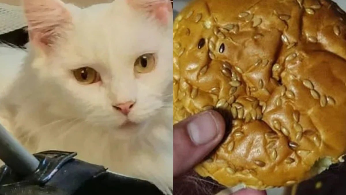 Illustration : "Fier de son butin, un chat vole un hamburger pour l’offrir à sa maîtresse"