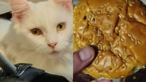 Illustration : "Fier de son butin, un chat vole un hamburger pour l’offrir à sa maîtresse"