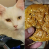 Illustration : Fier de son butin, un chat vole un hamburger pour l’offrir à sa maîtresse