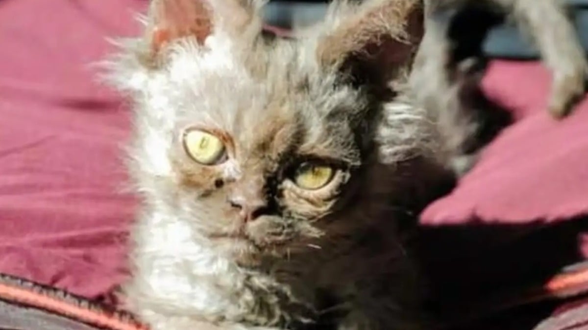 Illustration : "Alors qu'elle n'avait pas l'intention d'adopter, elle rencontre un chaton à l'apparence unique et tombe sous son charme"