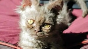 Illustration : "Alors qu'elle n'avait pas l'intention d'adopter, elle rencontre un chaton à l'apparence unique et tombe sous son charme"