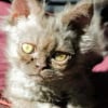 Illustration : Alors qu'elle n'avait pas l'intention d'adopter, elle rencontre un chaton à l'apparence unique et tombe sous son charme