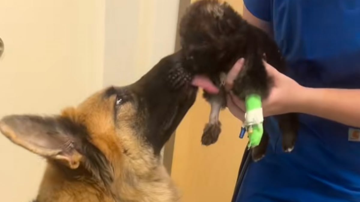 Illustration : "Une chienne déprimée depuis l’hospitalisation de son chiot est autorisée à lui rendre visite, pour son plus grand bonheur (vidéo)"