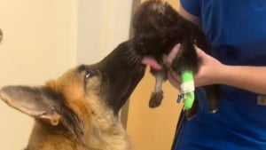 Illustration : "Une chienne déprimée depuis l’hospitalisation de son chiot est autorisée à lui rendre visite, pour son plus grand bonheur (vidéo)"