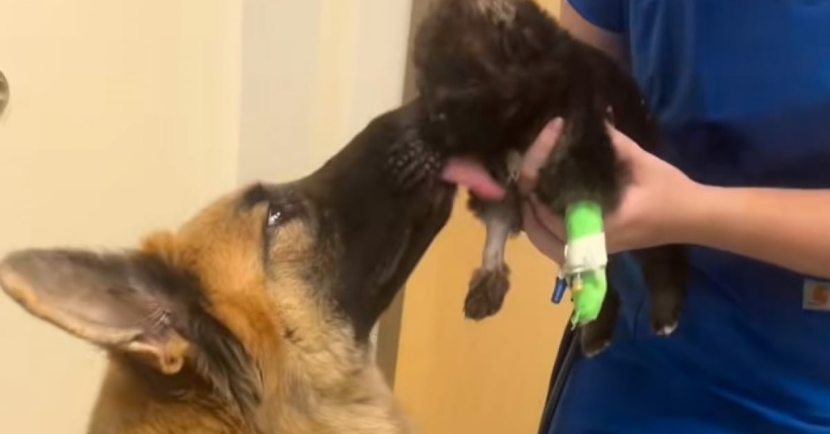子犬の入院が彼の最大の幸福のために彼を訪問することを許可されてから犬が落ち込んでいます（ビデオ）
