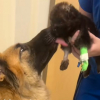Illustration : Une chienne déprimée depuis l’hospitalisation de son chiot est autorisée à lui rendre visite, pour son plus grand bonheur (vidéo)