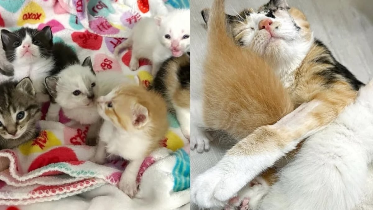 Illustration : "En visitant un refuge saturé, ils découvrent une chatte blessée avec ses 7 petits et bouleversent leurs projets pour les sauver"