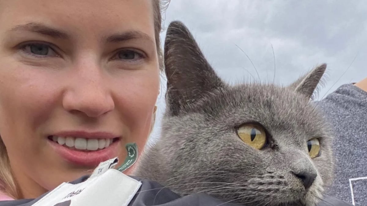 Illustration : "Après un mois de disparition, ce chat et sa maîtresse ont pu être réunis grâce à la dynamique d’un groupe WhatsApp"
