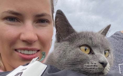 Après un mois de disparition, ce chat et sa maîtresse ont pu être réunis grâce à la dynamique d’un groupe WhatsApp