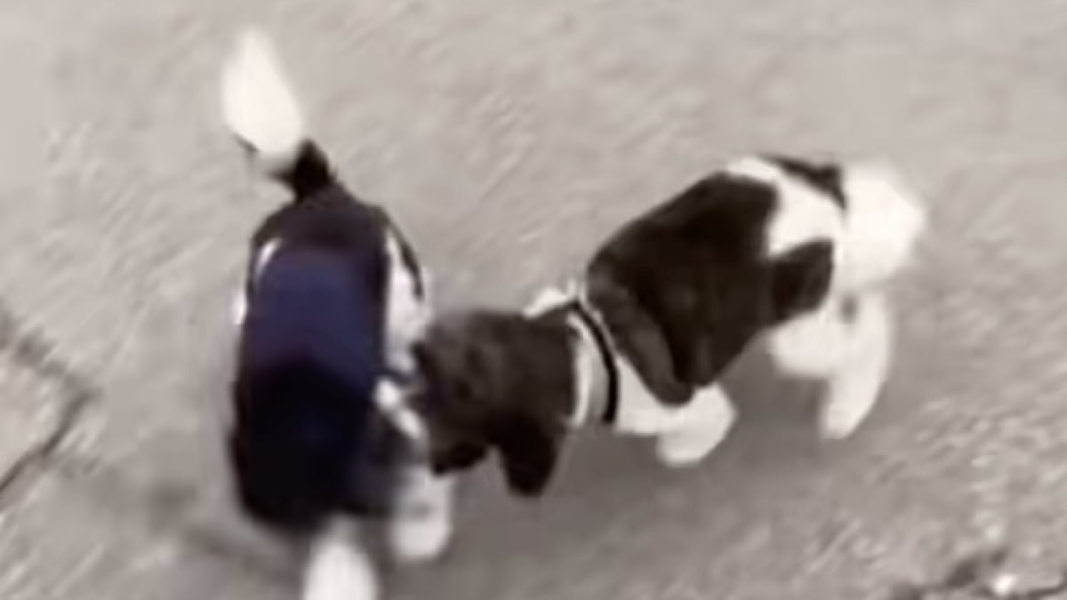 Illustration : "Adoptés séparément, ces 2 chiens se croisent par hasard et se reconnaissent aussitôt comme frère et sœur (vidéo)"