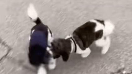 Illustration : Adoptés séparément, ces 2 chiens se croisent par hasard et se reconnaissent aussitôt comme frère et sœur (vidéo)
