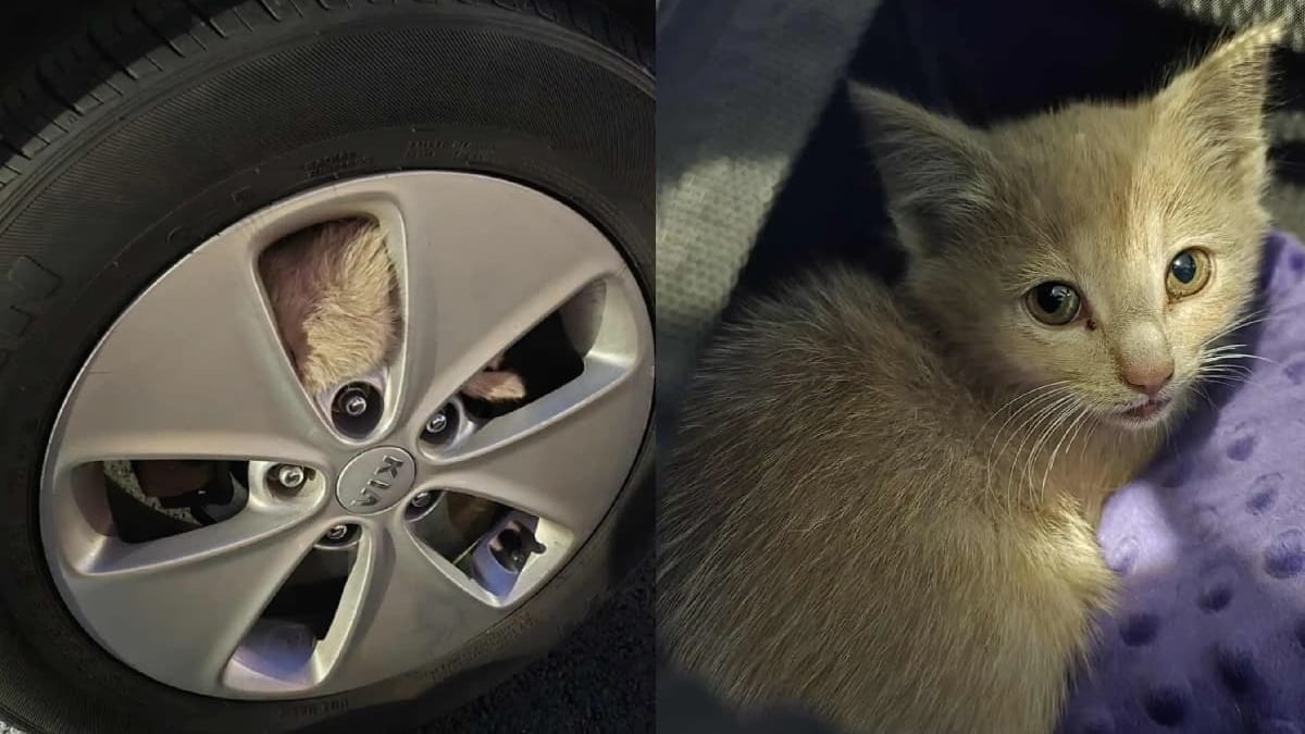 Illustration : "Un chaton errant paniqué se cache dans une roue pour échapper au danger mais fait une rencontre qui change sa vie"
