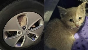 Illustration : "Un chaton errant paniqué se cache dans une roue pour échapper au danger mais fait une rencontre qui change sa vie"