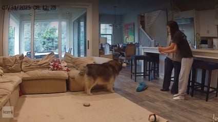 Illustration : Une famille découvre un chien inconnu au petit matin et comprend qu’il a passé la nuit chez elle en regardant les vidéos de surveillance (vidéo) 