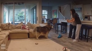 Illustration : "Une famille découvre un chien inconnu au petit matin et comprend qu’il a passé la nuit chez elle en regardant les vidéos de surveillance (vidéo) "