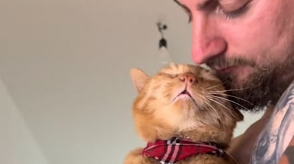Illustration : Après 10 ans de vie dans la rue, ce chat âgé bave de bonheur en recevant des câlins (vidéo) 