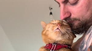 Illustration : "Après 10 ans de vie dans la rue, ce chat âgé bave de bonheur en recevant des câlins (vidéo) "
