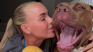 Illustration : "Grâce à une vidéo de son American Bully dans une douce situation, une femme déconstruit les stéréotypes"