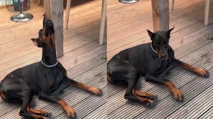 Illustration : Ce Dobermann garde son calme lorsqu'un papillon se pose sur sa truffe et offre une séquence attendrissante (vidéo)