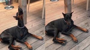 Illustration : "Ce Dobermann garde son calme lorsqu'un papillon se pose sur sa truffe et offre une séquence attendrissante (vidéo)"