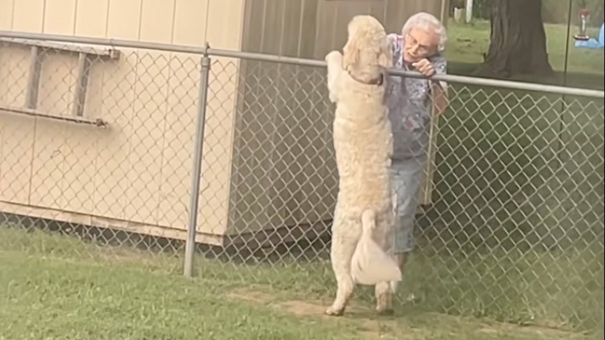 Illustration : "« Merci d'avoir immortalisé ça », un chien partage un rituel adorable avec sa voisine et continue de l’attendre chaque jour après son décès (vidéo)"