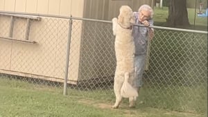 Illustration : "« Merci d'avoir immortalisé ça », un chien partage un rituel adorable avec sa voisine et continue de l’attendre chaque jour après son décès (vidéo)"