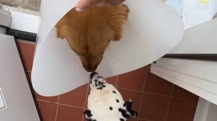 Illustration : "Il avait vraiment besoin d’un câlin de sa meilleure amie", une chienne attentionnée reste aux côtés de son meilleur ami canin pendant sa convalescence (vidéo)