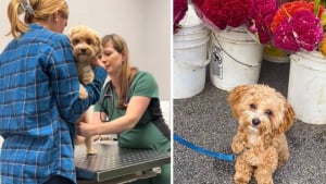 Illustration : "Ce chien semblait avoir mal à une patte, sa propriétaire débourse plus de 400 euros et découvre qu’il va parfaitement bien (vidéo)"