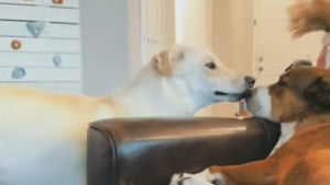 Illustration : "Obnubilé par son grand frère canin, un chiot finit par gagner son cœur avec une solution attendrissante (vidéo) "