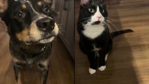 Illustration : "Un chien atteint d'arthrite se remet à jouer grâce aux encouragements de son ami chat qui lui montre la voie (vidéo)"
