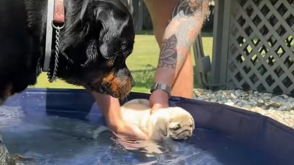 Illustration : "Dans une piscine, un Rottweiler montre à sa nouvelle petite sœur comment nager (vidéo) "